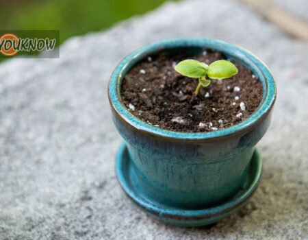 how to grow basil in a pot