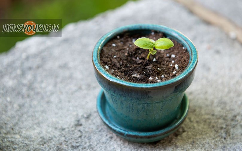 how to grow basil in a pot